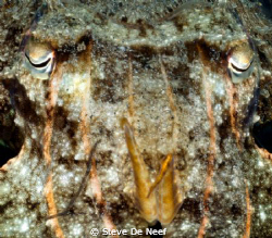 Pretty Face... by Steve De Neef 